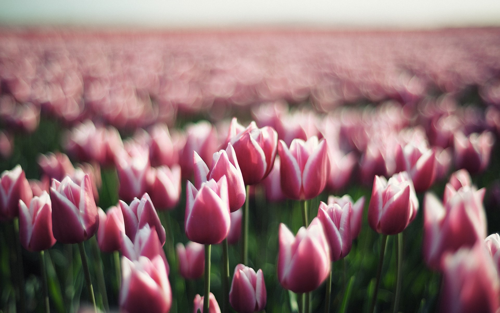 tulipanes tulipán flores flor brotes primavera