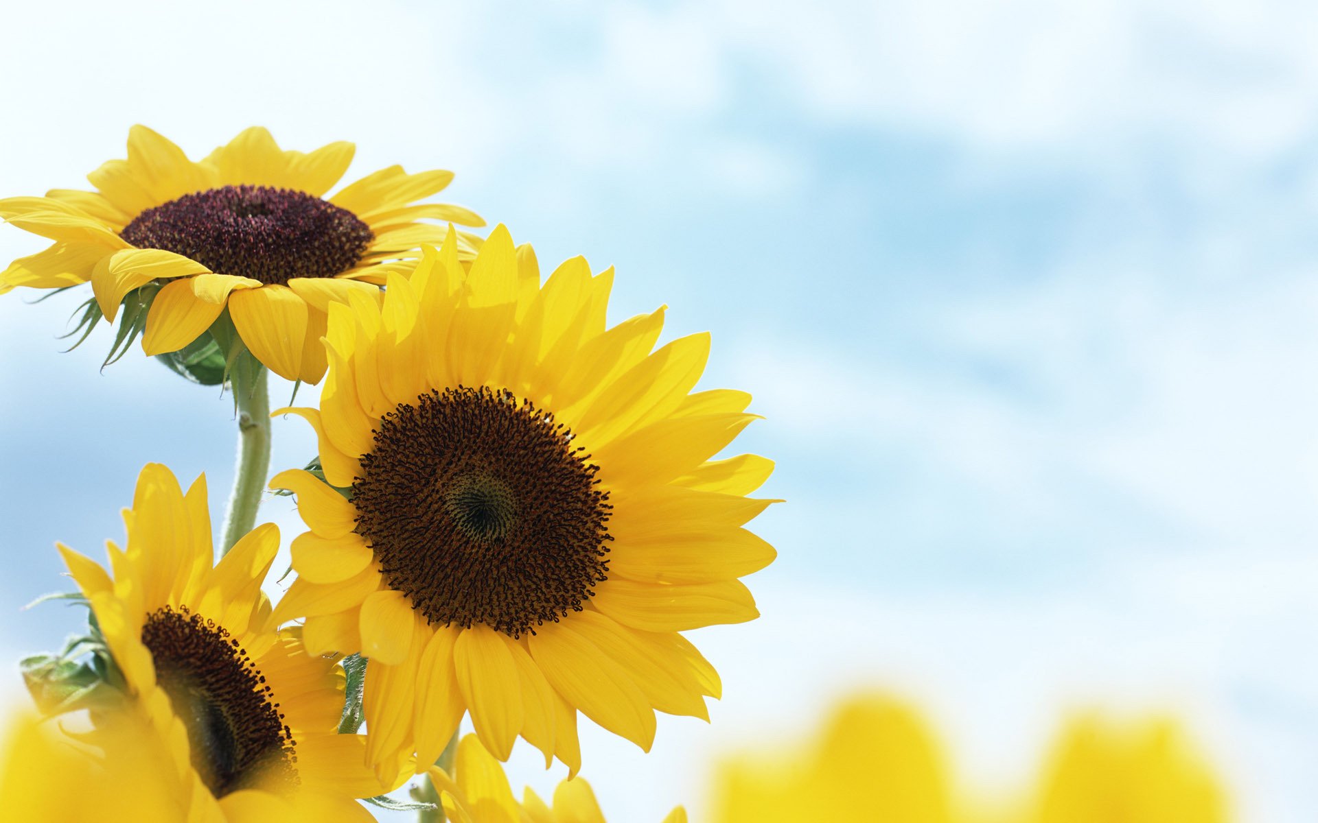 sonnenblumen gelb sommer blumen unschärfe