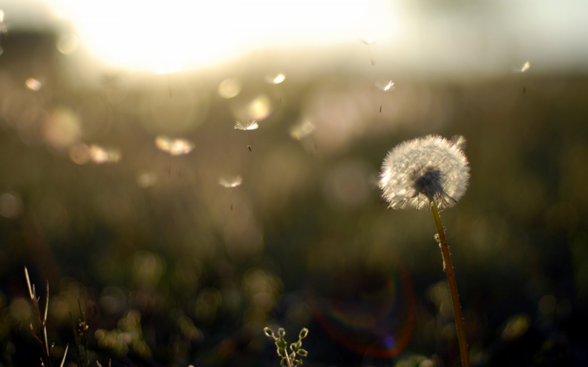 natur feld pflanzen abend sonnenuntergang löwenzahn flaum leichtigkeit tapete hintergrund