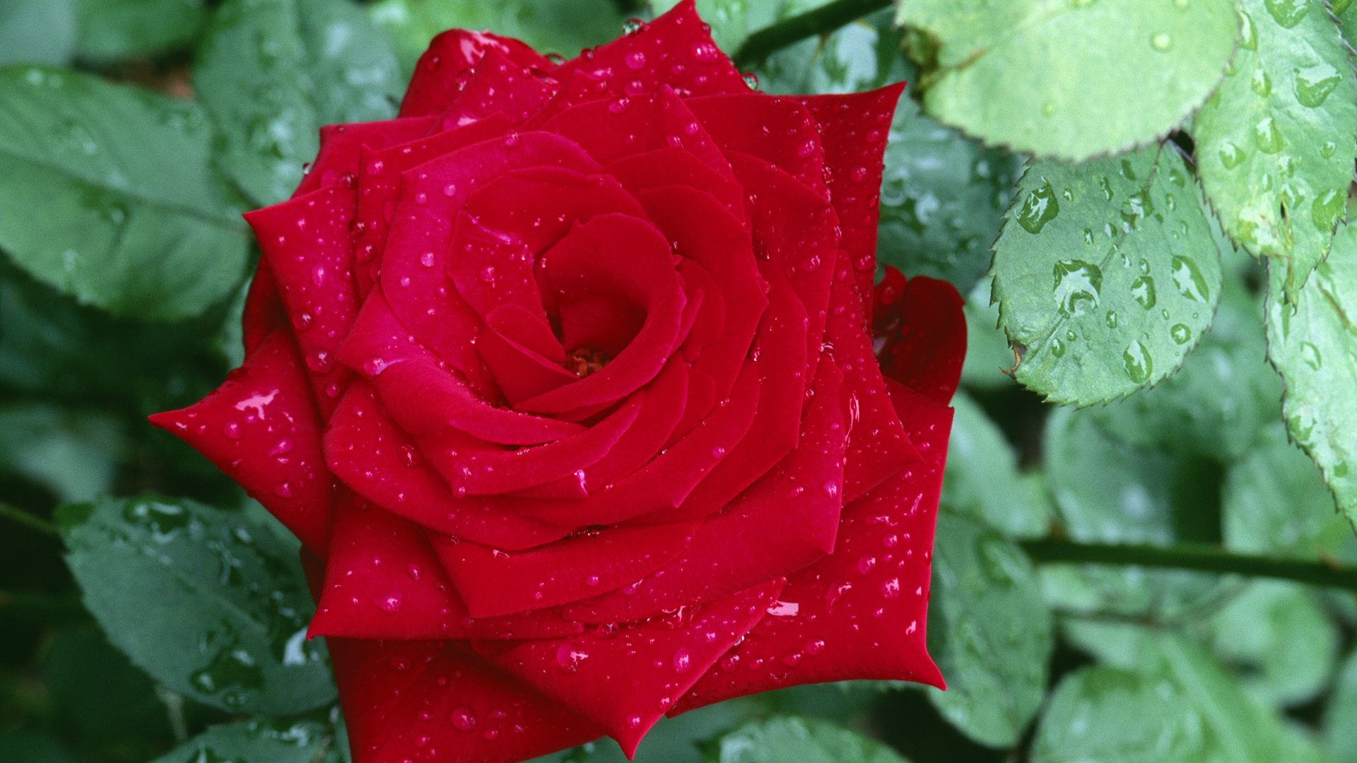 flor rosa rojo pétalos hojas gotas rocío macro