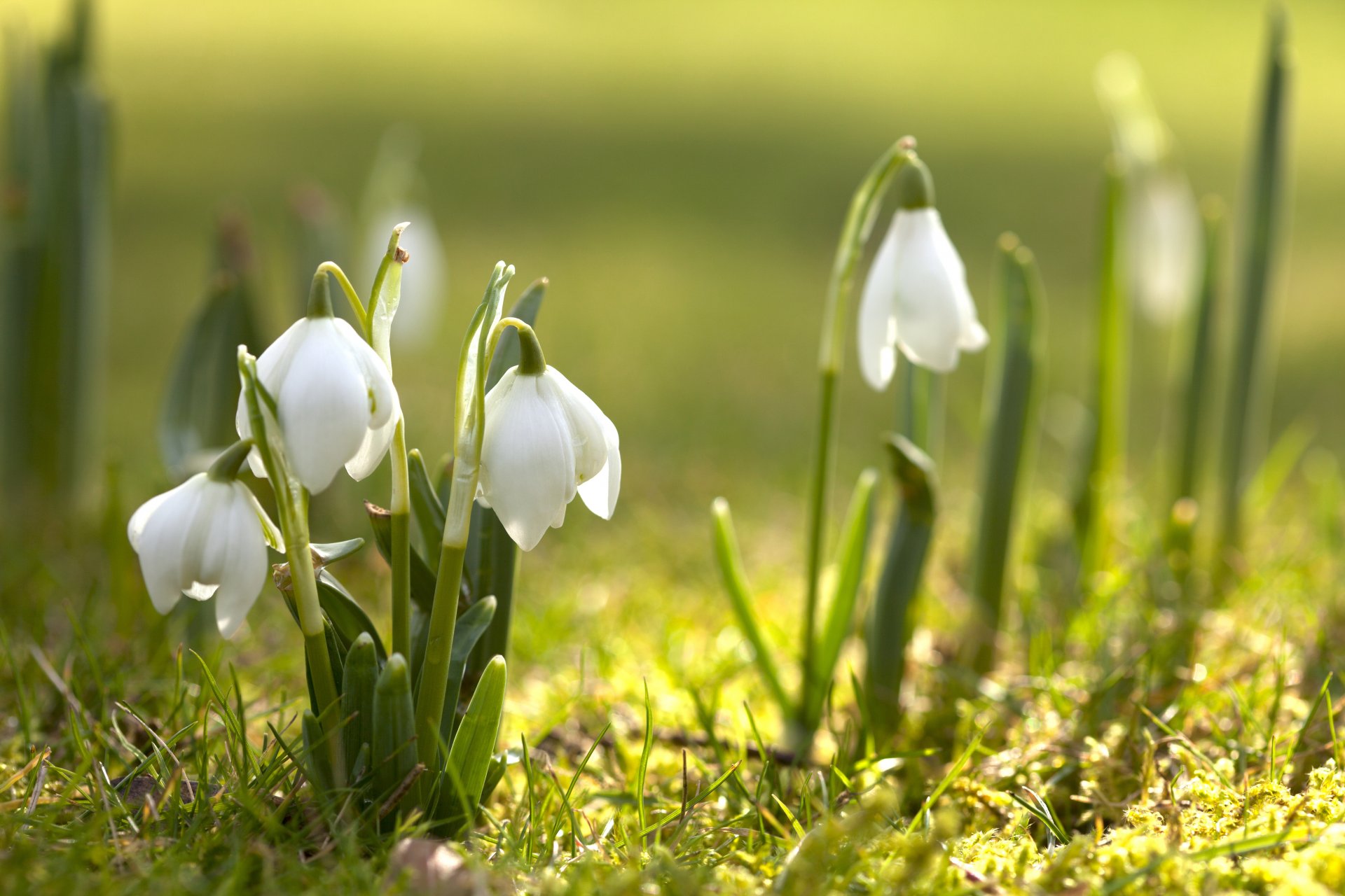 nowdrops flower primrose bloom spring nature