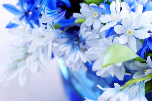 Delicate bouquet of white and blue flowers