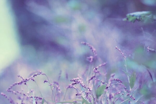 Fleurs de lavande sur fond lilas