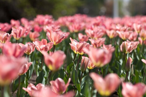 A field of delicate pink tulips