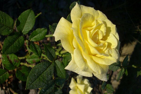 Yellow rose covered with dew drops