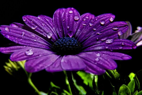 Фиолетовый цветокс каплями росы на тёмном фоне
