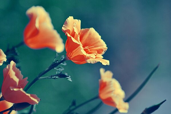 The natural beauty of poppy flowers