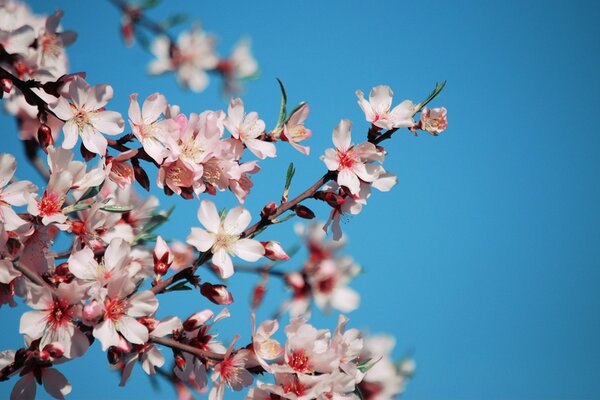 Cherry blossoms with pink petals