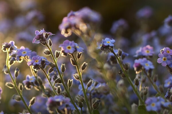 Myosotis violet dans le champ