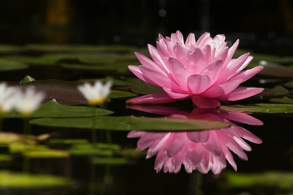 A pink delicate water lily exposed its petals to the sun