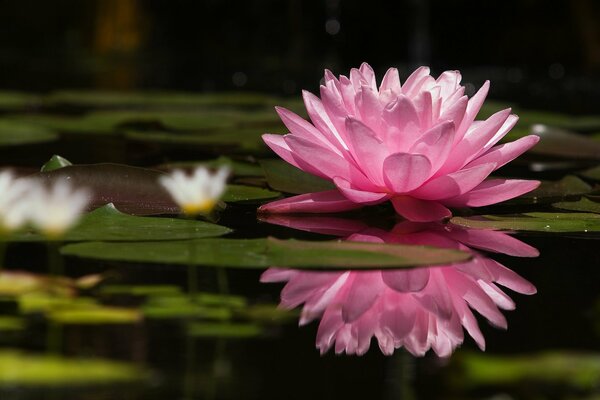 Una delicata Ninfea rosa ha esposto i suoi petali al sole