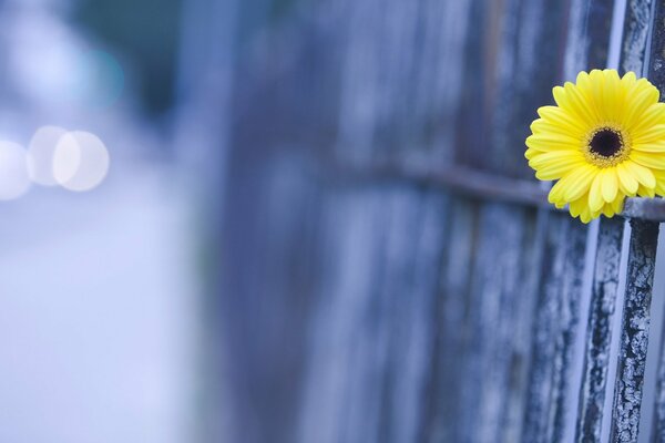 Someone brought a flower and left only one piece on the fence