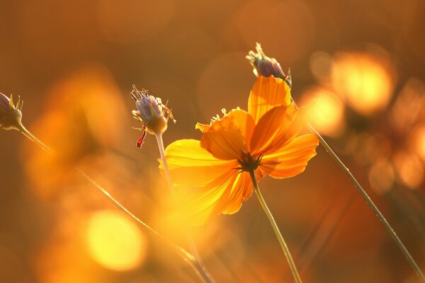 Riflessi di fiori rossi alla luce del tramonto