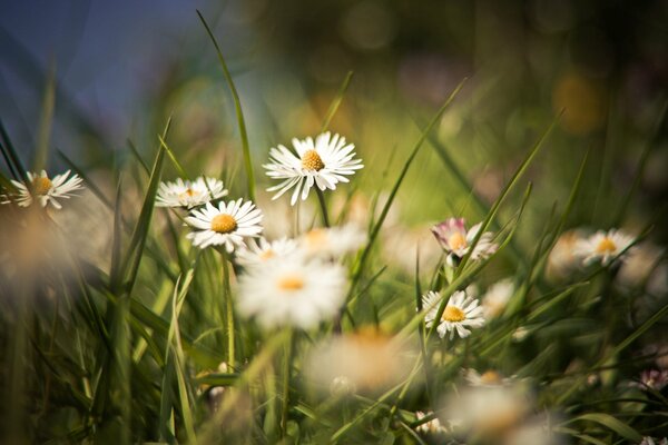 Marguerites sauvages-fleurs d été