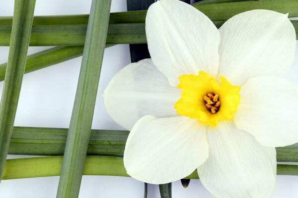 Flower on a green grid background