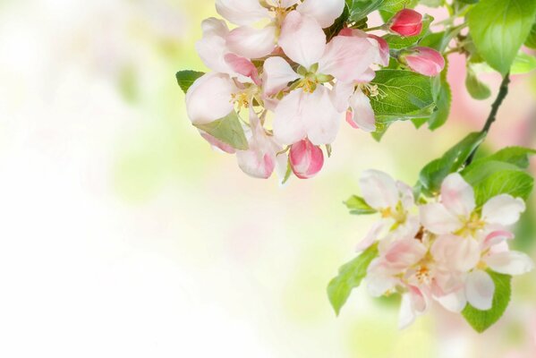 A branch of a blooming apple tree spring tenderness