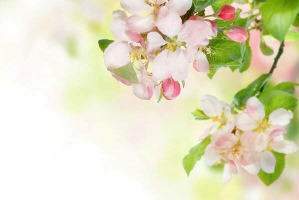 Ветка цветущей яблони весенняя нежность