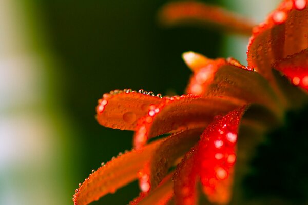 Fleur panaché rouge avec des gouttes de race