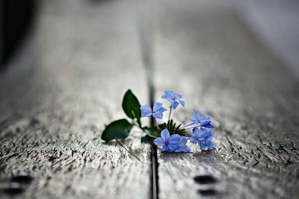 Blaue Blume mit grünen Blättern