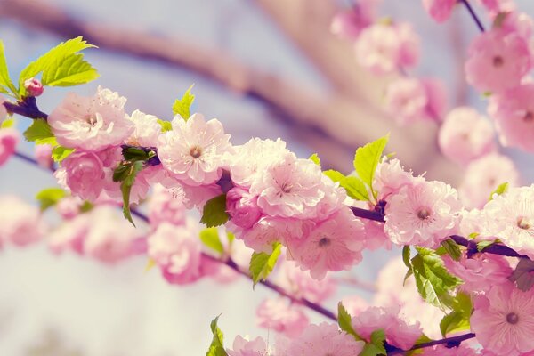 Ein Kirschblütenzweig blüht im Frühling