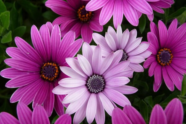 Purple and pink flowers