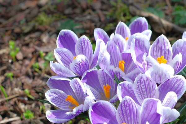 Foto di bellissimi crochi primaverili viola