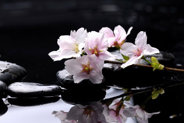 Rose petals in the reflection of water