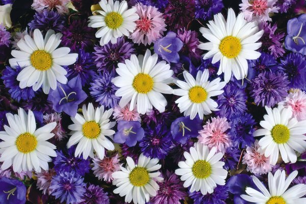 Une demi-fleur de marguerites, de bleuets et de cloches