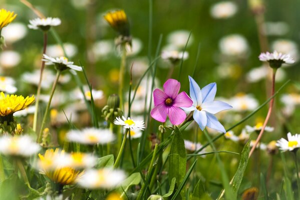 Bellissimi fiori selvatici nel prato