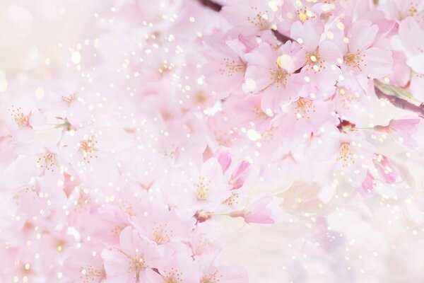 Blooming pink sakura close-up