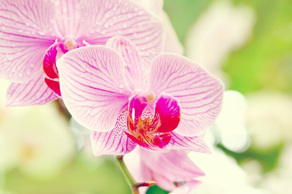 Pink orchid flower in macro photo