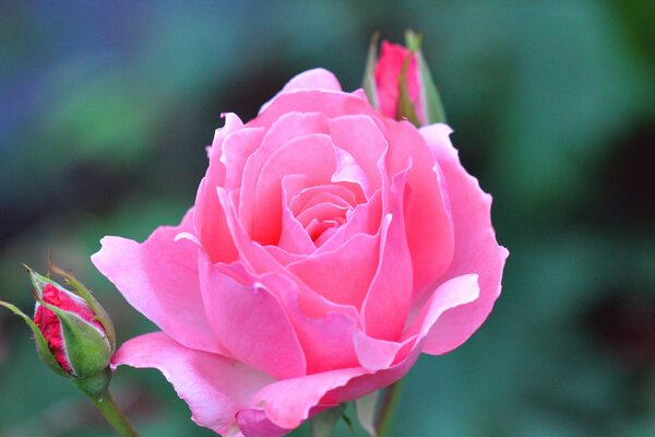 La flor más delicada de la rosa y el brote