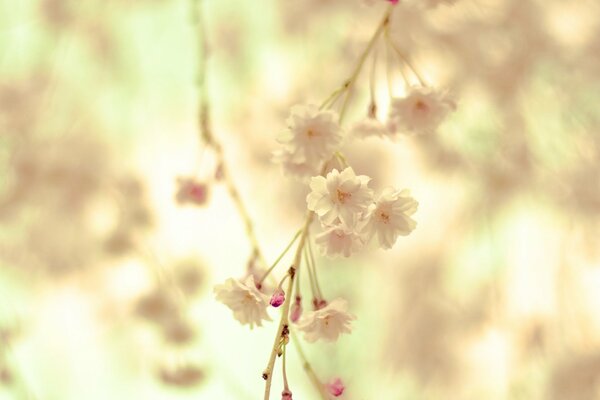 A sprig of delicate cream flowers