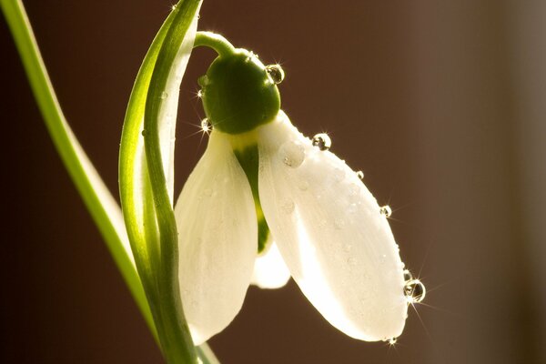 Snowdrop in dew drops macro