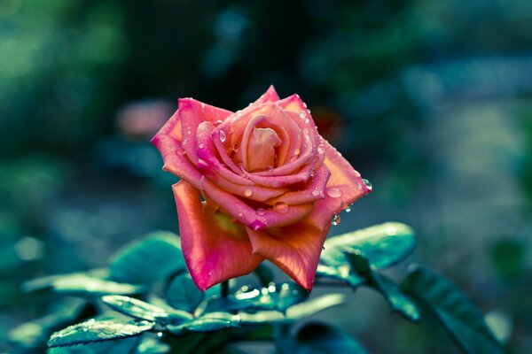 Bella rosa con gocce d acqua