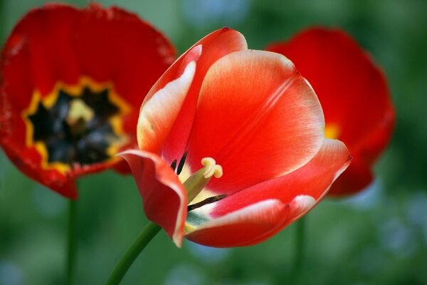 Ярко красный тюльпан на фоне маков