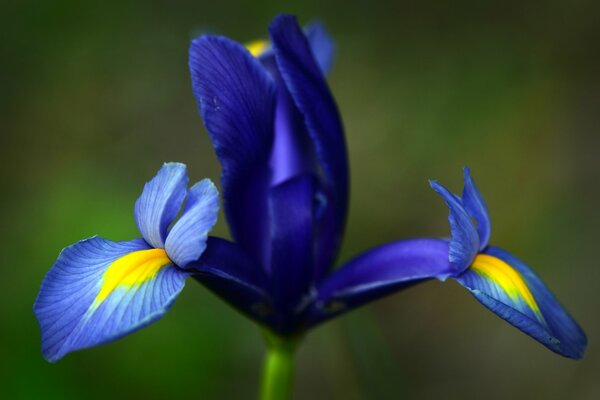 Blue iris on a green background