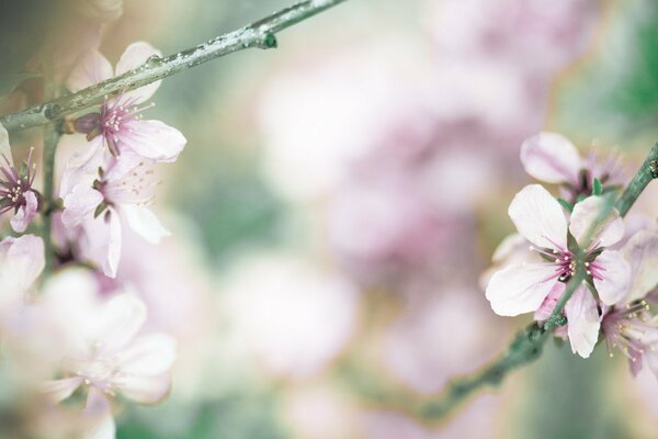 Cherry branches with pink flowers