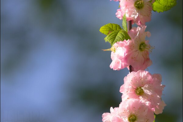 Image of pink flowers on a blurry background