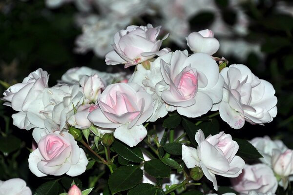Bukiet delikatnych białych róż