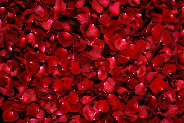 Background of red rose petals