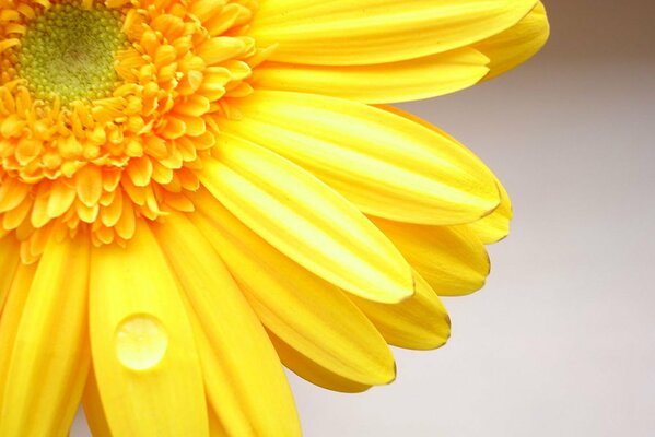 Juicy yellow Gerber flower on macro