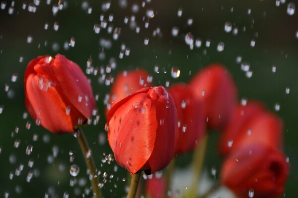 Red tulip buds under raindrops