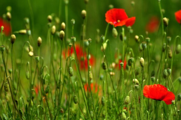 Eine Lichtung scharlachroter Mohnblumen im Gras