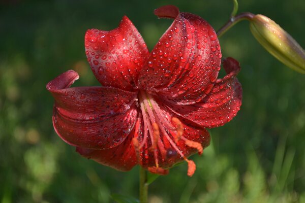 Red lily flower on green background