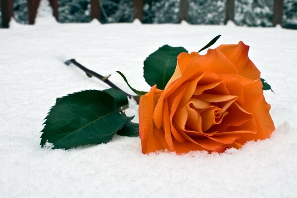 An orange rose is lying on the snow
