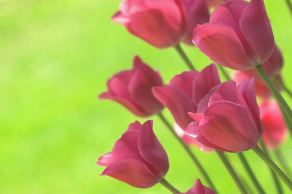 Tulipanes rosados, sobre un fondo verde claro brillante