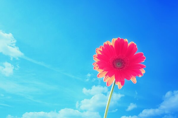 Flor en el fondo del cielo azul