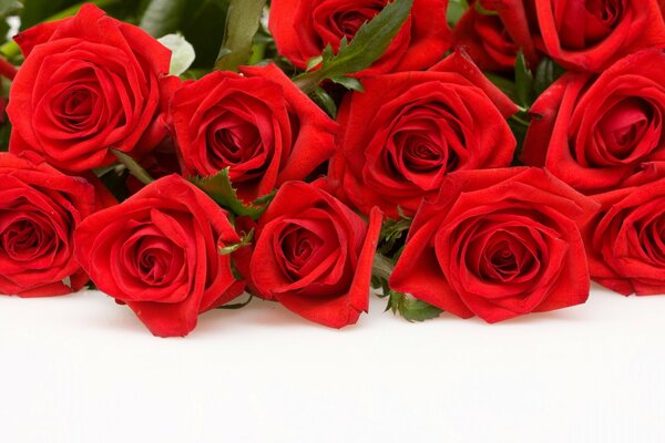 Photo of red roses on a white background