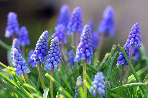 Spring muscarias in a green field